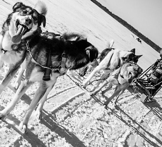 Bilder (67) Huskykompaniet