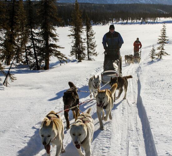 Brooks Range Husky Expedition © alaska winter adventures