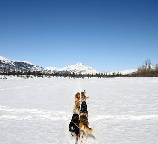 Brooks Range Husky Expedition © alaska winter adventures