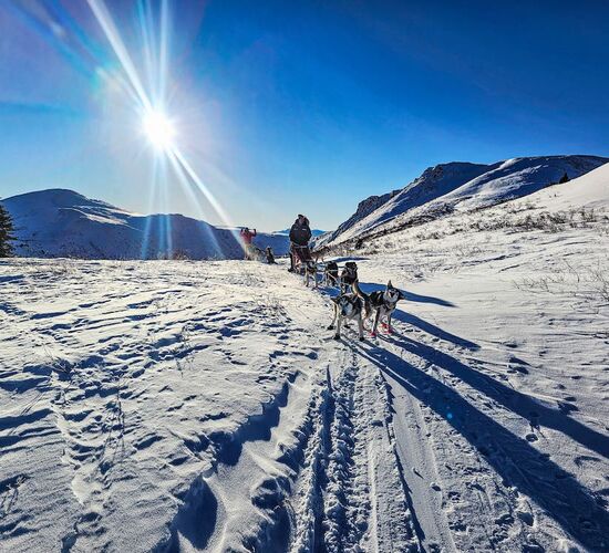 Schlittenhundetour im traumhaften Yukon © skyhigh kanada