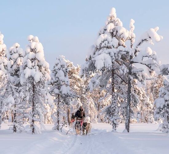 Weihnachts- und Silvesterspezial mit Huskys und Rentieren © frosty trails