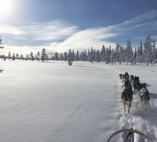 Winterwoche mit Huskys in atemberaubender Natur © whitehorizon
