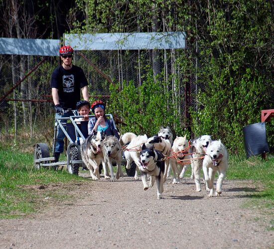 Wilderness sled dog tour Finland © vuokatti