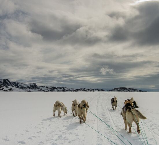 Greenland Dog Sledding Expedition © huskytour groenland greenland