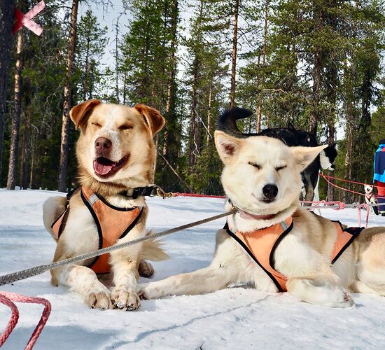 Winterwoche mit Huskys in atemberaubender Natur © whitehorizon