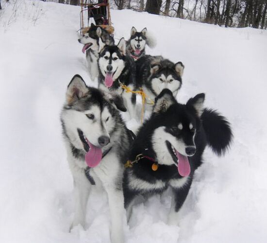 Alaskan Malamute Abenteuer in Alaska © firewalkerkennel