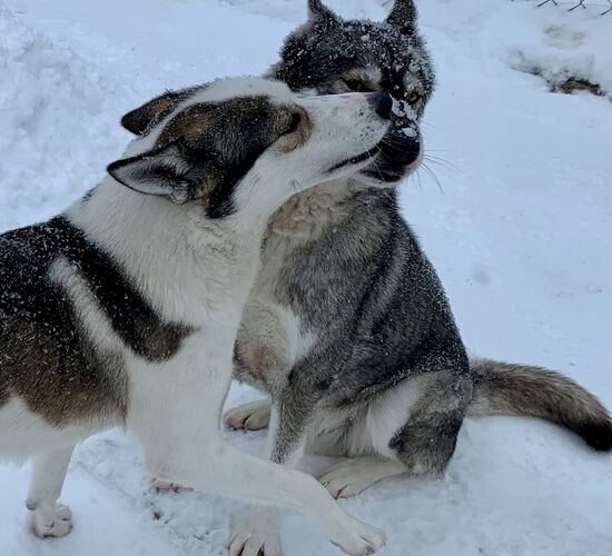 Winter Week in the North of Sweden © Huskycamp Nayeli