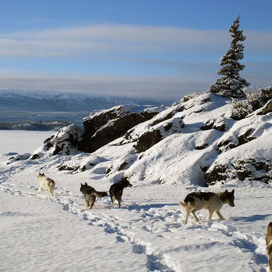 Wilderness tour at Yukons Lake Laberge