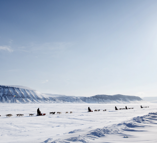 Husky-Abenteuer mit Zeltübernachtung © arctic dog adventure co