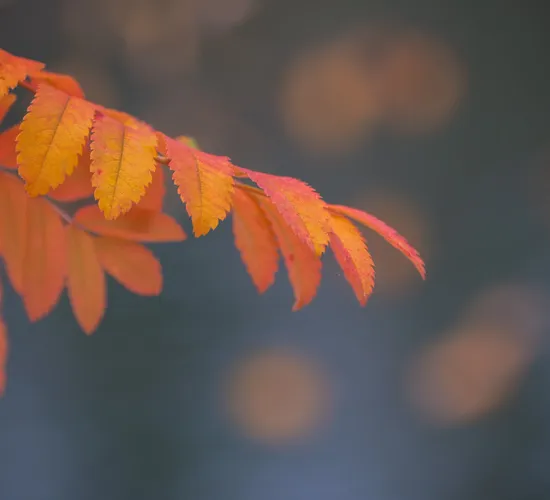 Weihnachts- und Silvesterspezial mit Huskys und Rentieren © autumn colors of swedish lapland