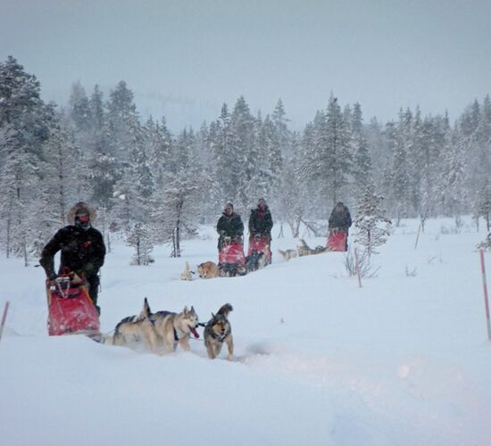 Weihnachts- und Silvesterspezial mit Huskys und Rentieren © frosty trails