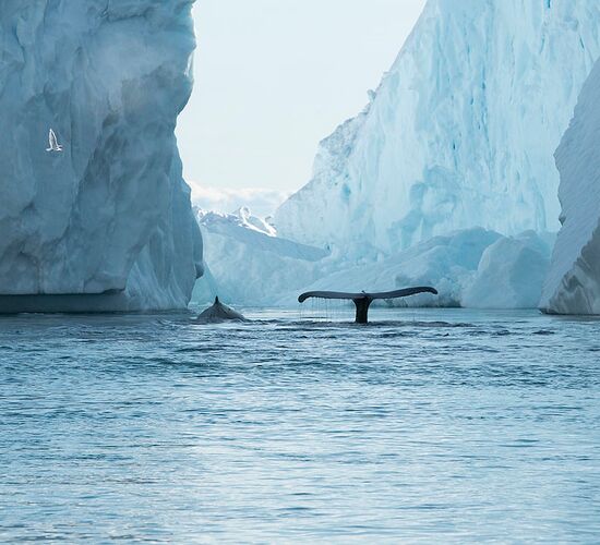 Svalbard: Northbound to the Midnight Sun © ultimate greenland adventure