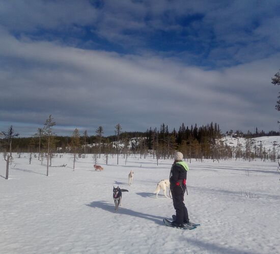 Husky tour in the Swedish taiga © korpkullen huskies