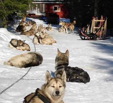 Wild & Luxury Dog Sledding © isosyoete