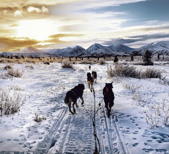 Trapper Expedition mit Huskys im Yukon © 23 24