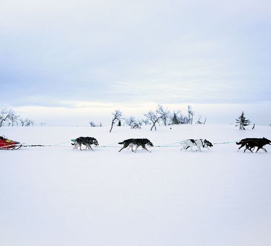 Winter week on a dogsled © taikuri