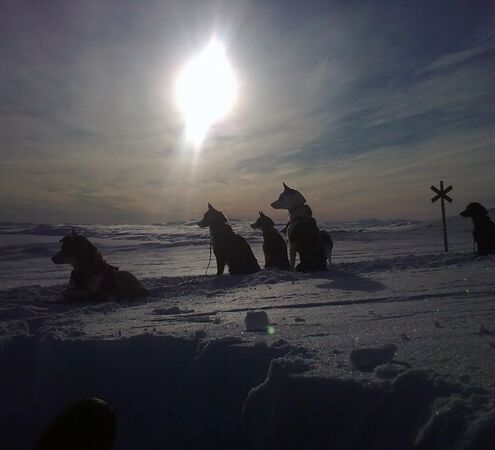 Personal dog sled tour in Sweden © Helags Huskys