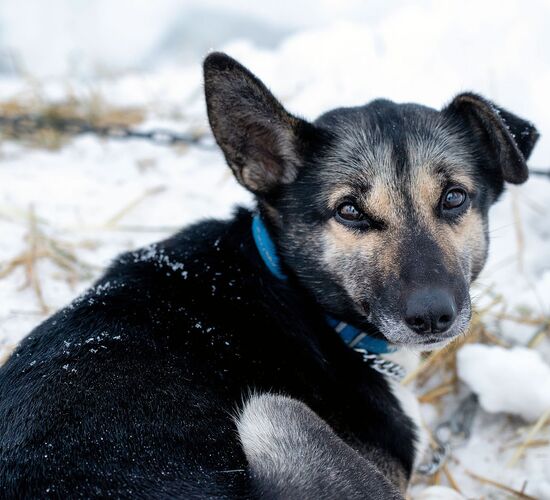 Bilder (67) Huskykompaniet