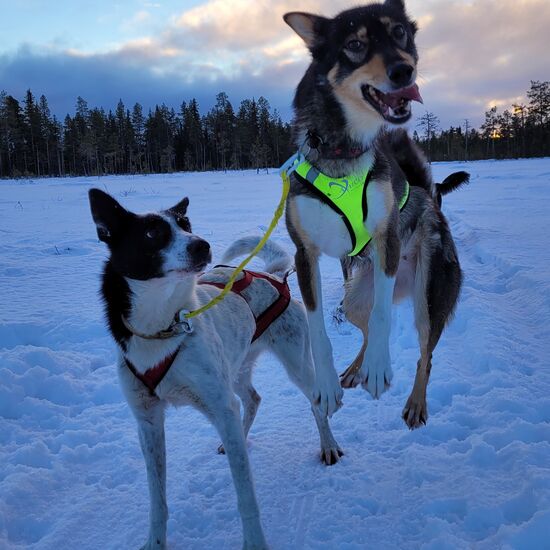 Husky tour in the Swedish taiga