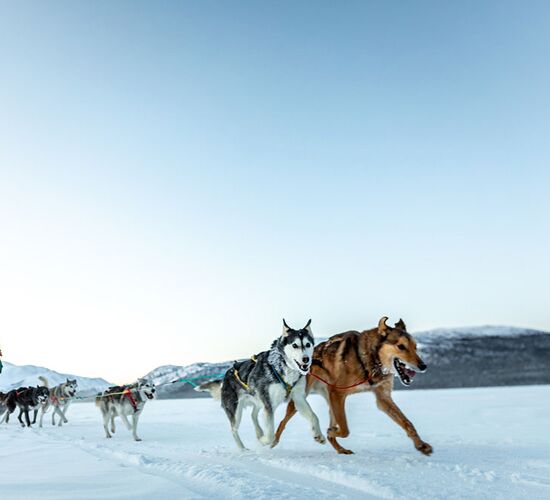 Reiten in Kanadas Wildnis © Neil Zeller