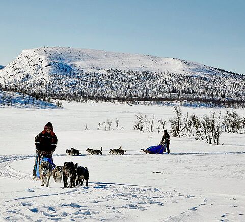 Hundeschlitten Expedition Vindelfjällens © petterkarlsson