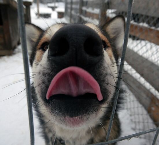 Bilder (67) Huskykompaniet