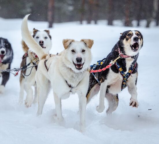 Husky Wildnis Expedition in Lappland