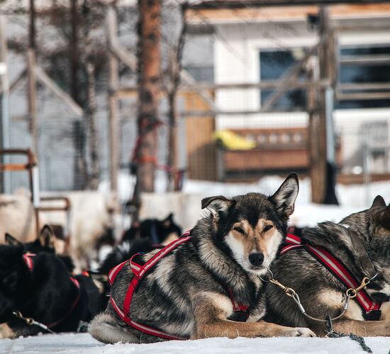 Klassisches Neujahr in Lappland © adventure lapland