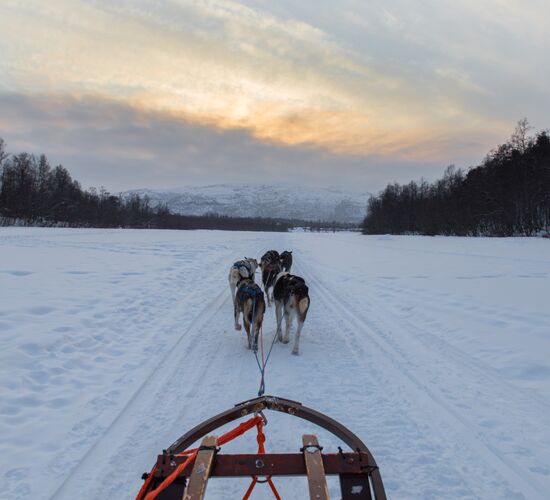 Alta 4 Day Experience © holmenhundecenter