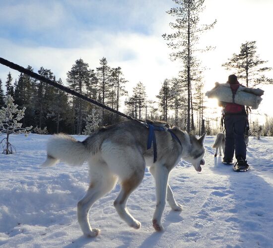 Husky holidays in Sweden's wilderness © nordic husky farm