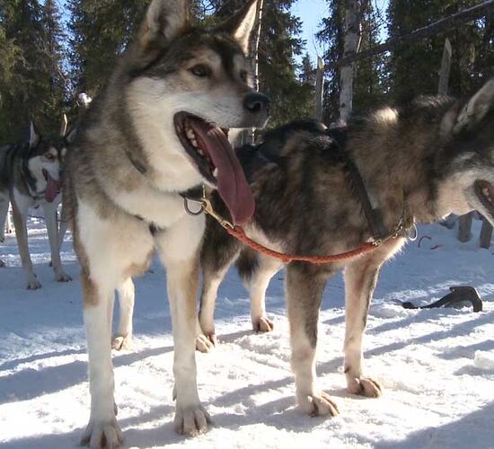 Pictures (8) Rami´s Huskies