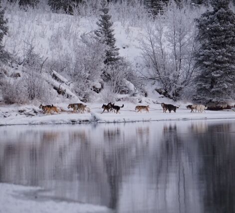 Winter dreams at Kluane National Park © Mount LoganLodge