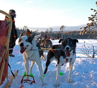 © Trails of Lapland