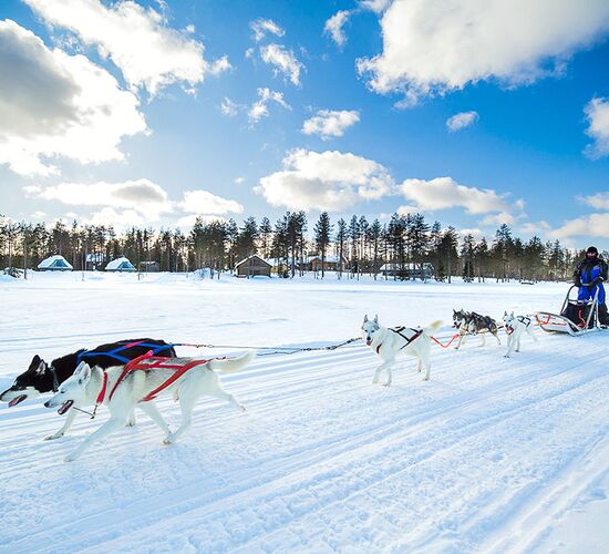 Dog Sledding Half Day Tour © saija