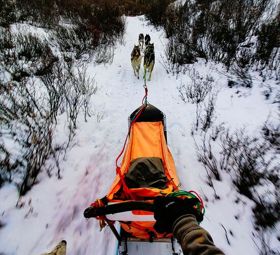 Schlittenhundetour im traumhaften Yukon © Kristina Kapusnakova