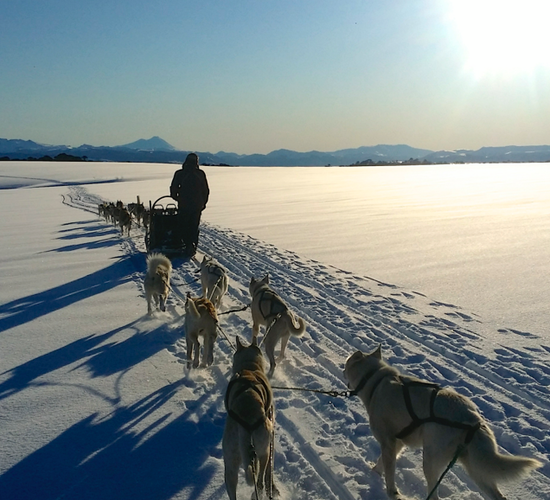 Bilder (14) Horses and Huskys de los Pehuenes