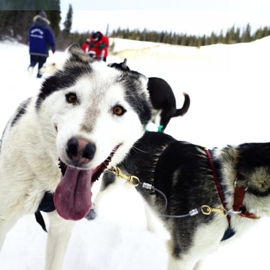 Das Beste aus dem Yukon © Arctic Range Adventures