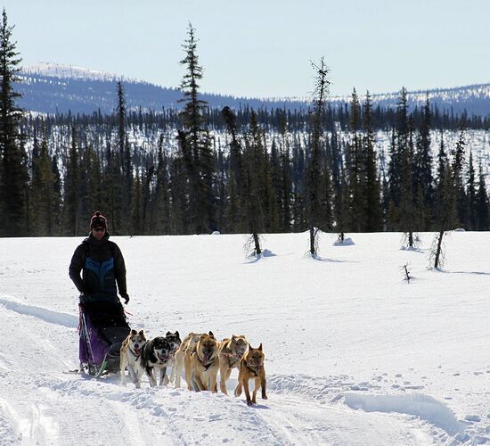 Brooks Range Husky Expedition © alaska winter adventures