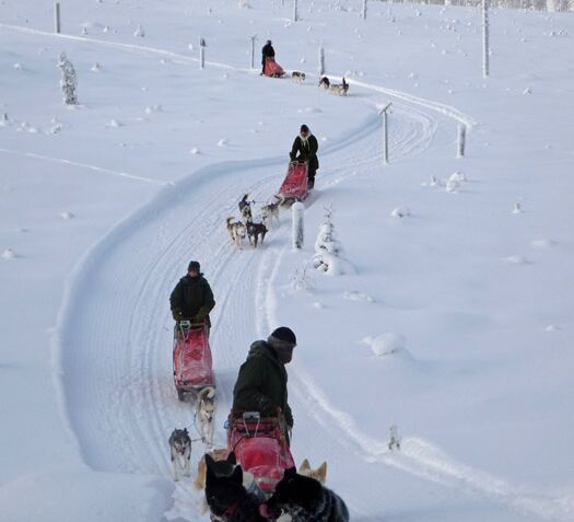 Weihnachts- und Silvesterspezial mit Huskys und Rentieren © frosty trails
