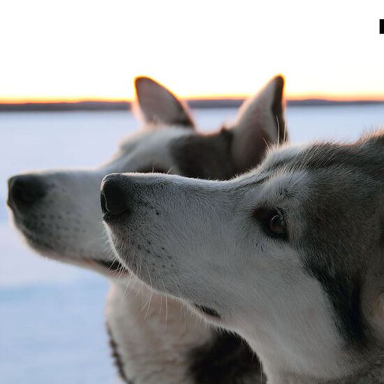 Bärenwochenende Finnland © vuokatti