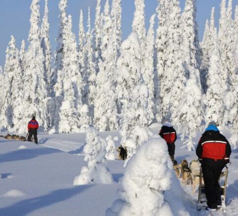 Wild & Luxury Dog Sledding © isosyoete