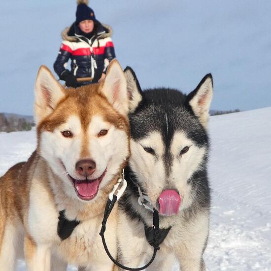 Husky holidays in Sweden's wilderness