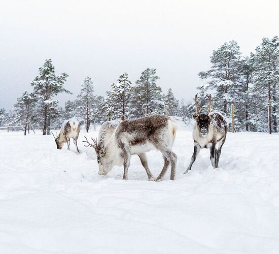 Reindeer feeding & Storytelling © Malangen