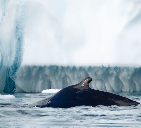 Svalbard: Northbound to the Midnight Sun © ultimate greenland adventure