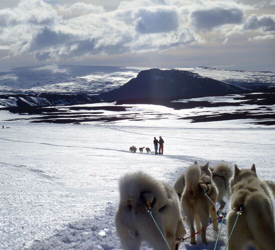 Pictures (16) Dogsledding Iceland