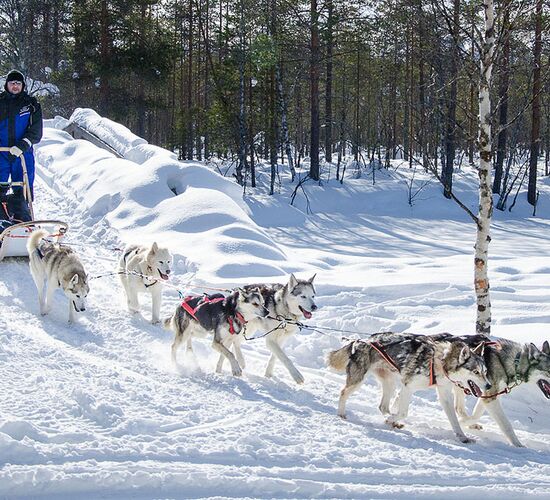 Dog Sledding Half Day Tour © saija