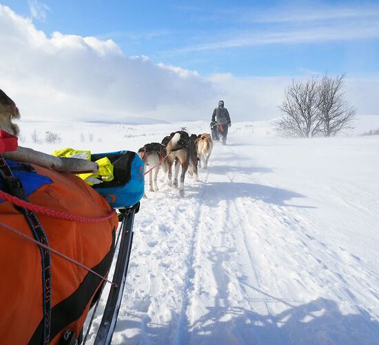 Winterwoche mit Huskys in atemberaubender Natur © whitehorizon