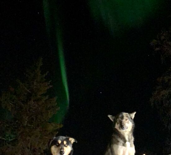 Winter Week in the North of Sweden © Huskycamp Nayeli