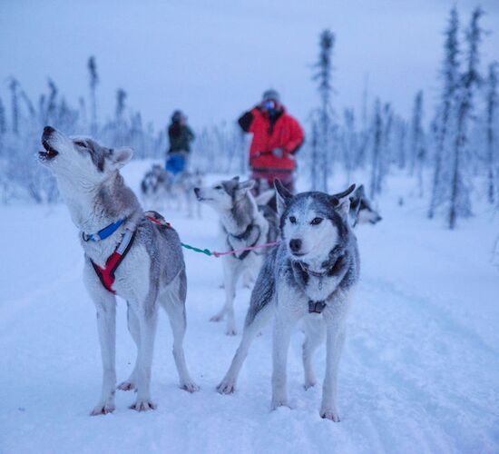 Husky-Abenteuer in der Wildnis Alaskas © arctic dog adventure co