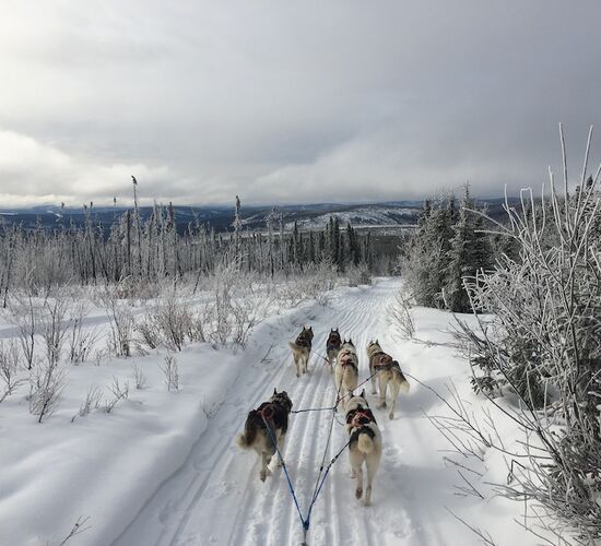 Husky-Abenteuer in der Wildnis Alaskas © arctic dog adventure co